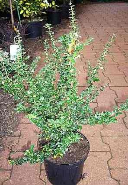Berberis lologensis " Mystery Fire " (30-40 cm) Feuerberberitze