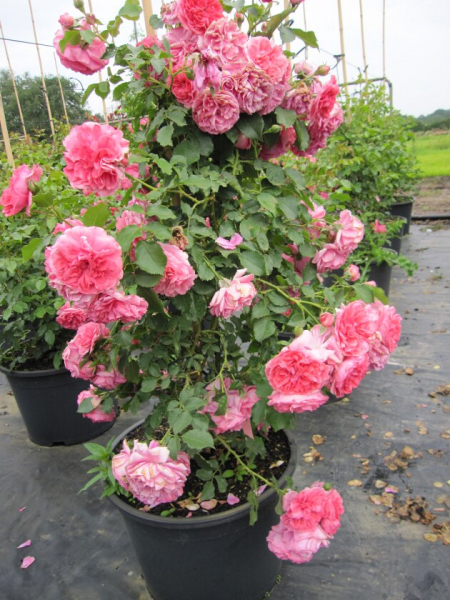 Kletterrose Rosarium Uetersen® tiefrosa bis silbrig-rosa Duft+ 50cm