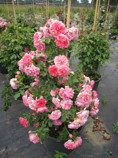 Kletterrose Rosarium Uetersen® tiefrosa bis silbrig-rosa Duft+ 50cm