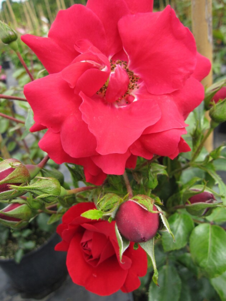 Kletterrose Rosa Tradition® blutrot Duft+ 50cm