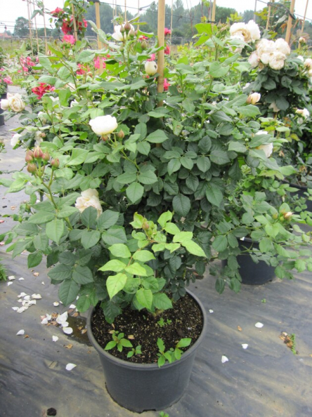 Kletterrosen Uetersener Klosterrose
