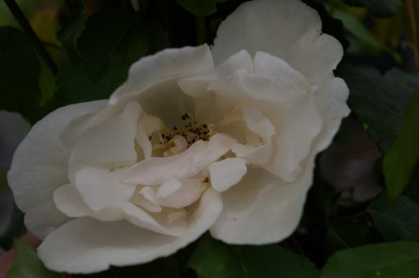 Kletterrose - Ramblerrose - Rosa Madame Alfred Carriere ® weiß-rosa Duft++
