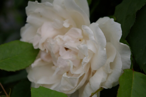 Kletterrose - Ramblerrose - Rosa Madame Alfred Carriere ® weiß-rosa Duft++