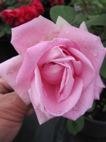 Parkrose Rosa Conrad Ferdinand Meyer® porzellanrosa Duft++++ 50cm