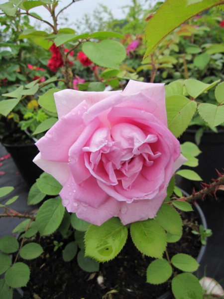 Parkrose Rosa Conrad Ferdinand Meyer® porzellanrosa Duft++++ 50cm