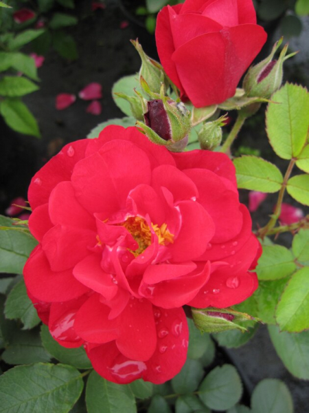 Parkrose Rosa Hansaland® leuchtend rot Duft-