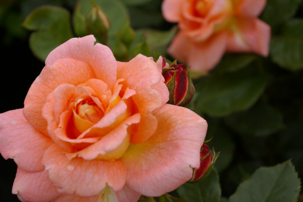 Strauchrose Rosa Bonita Renaissance® orange-gelb Duft++++ 50cm
