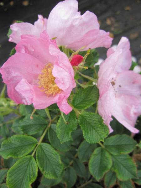 Bodendeckerrose Dagmar Halstrup® - Rosa rugosa Dagmar Halstrup® - hellrosa - Duft+ - Apfelrose - Wildrose