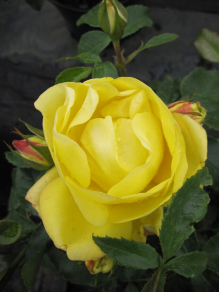Strauchrose Rosa Emil Nolde® reingelb Duft+ 50cm