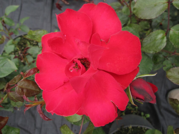 Strauchrose Rosa Grandhotel® blutrot Duft+ 50cm