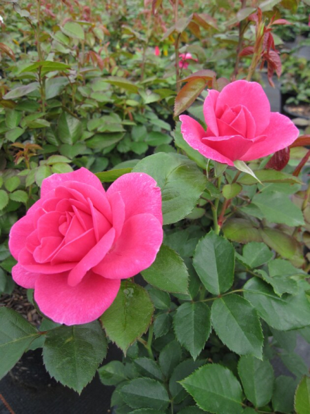 Renaissance Rose Lea