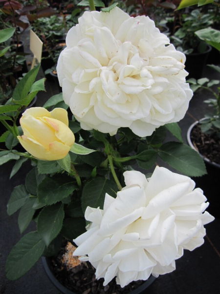 Rosa Renaissance Rose Nina® Strauchrose - cremeweiß Duft+ 50cm