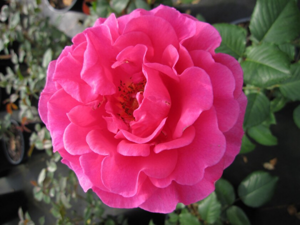 Rosa Renaissance Princess Alexandra® - Strauchrose - dunkelrosa Duft+++