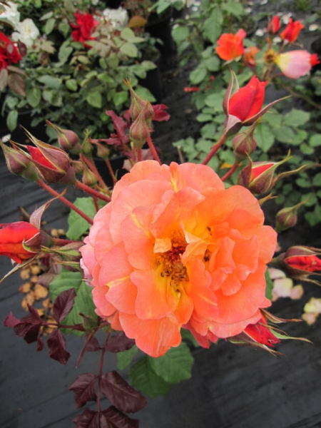 Strauchrose Westerland ® - Rosa Westerland ® -  kupferorange Duft++ 50cm