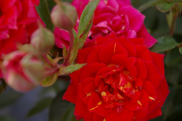 Miniaturrose (Zwergrose) Rosa Chili Clementine® hellrot orangene Flecken Duft- 25cm