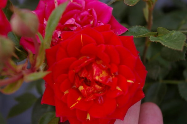 Miniaturrose (Zwergrose) Rosa Chili Clementine® hellrot orangene Flecken Duft- 25cm