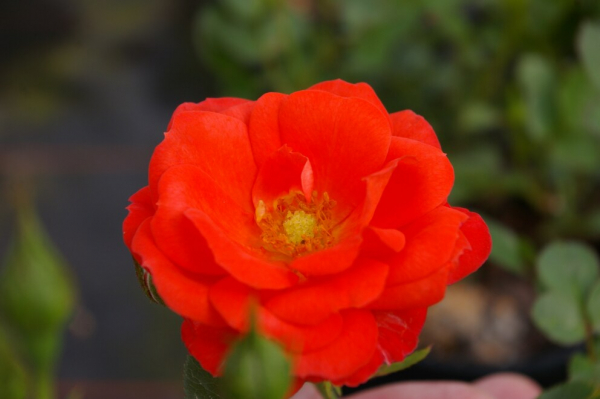 Patiorose (Zwergrose) Rosa Finnstar® orange-rot Duft- 25cm