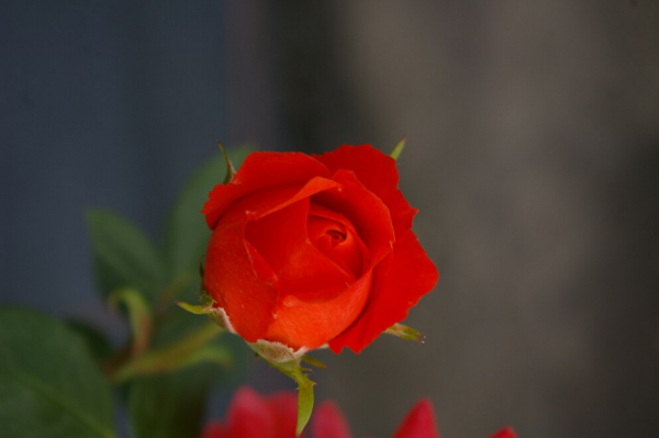 Patiorose (Zwergrose) Rosa Finnstar® orange-rot Duft- 25cm