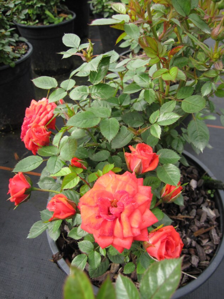 Patiorose (Zwergrose) Rosa Shrimp Hit® orange Duft- 25cm