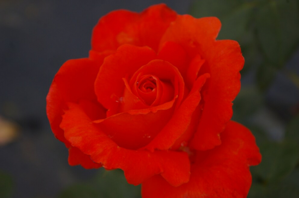 Edelrose Rosa Alexander® leuchtend zinnoberrot Duft++ 40cm