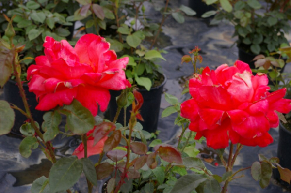 Edelrose Rosa Alexander® leuchtend zinnoberrot Duft++ 40cm