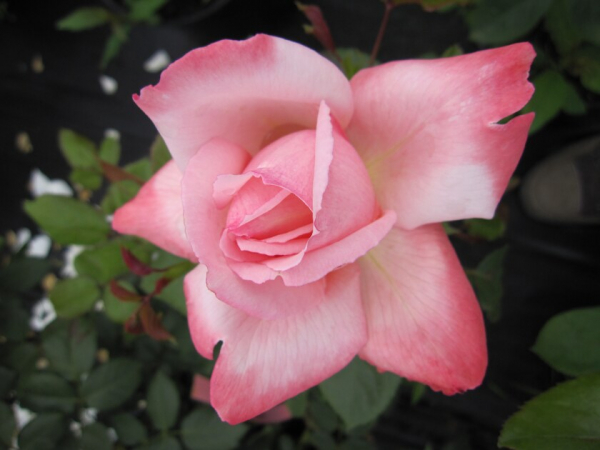 Edelrose Rosa Arioso