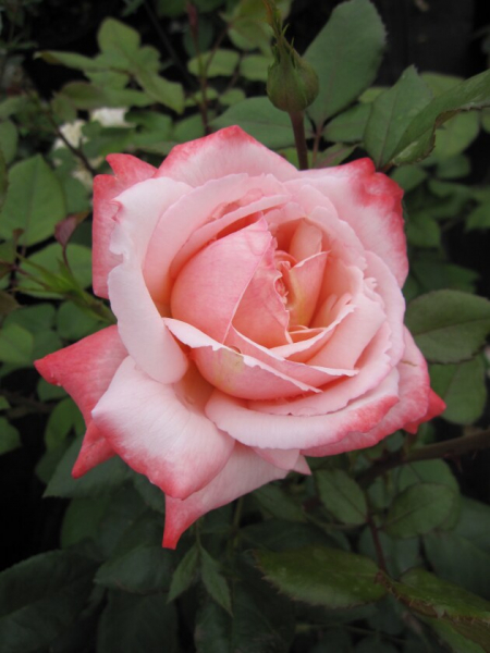 Edelrose Rosa Arioso