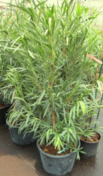 Nerium oleander (150-175 cm) - Rosenlorbeer