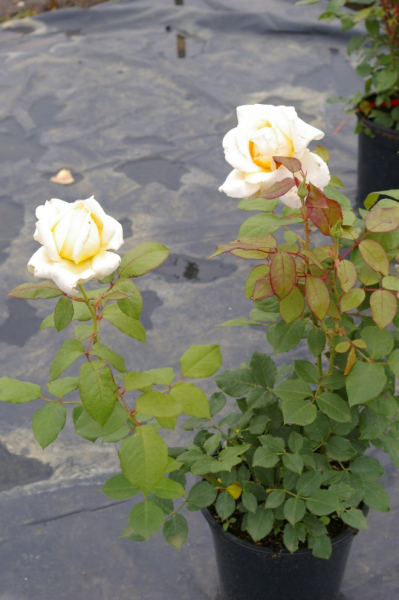 Edelrose Rosa Caroline Victoria® cremefarbend Duft++ 40cm