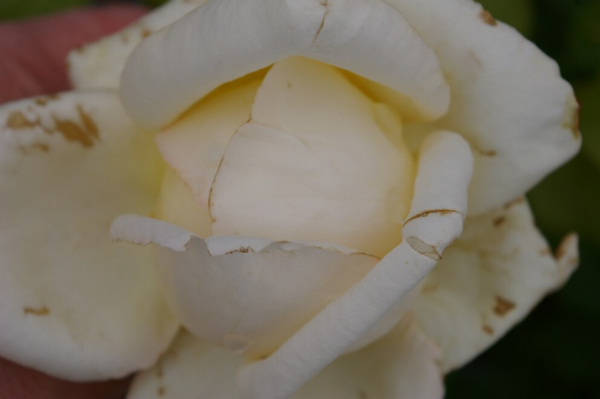 Edelrose Rosa Caroline Victoria® cremefarbend Duft++ 40cm