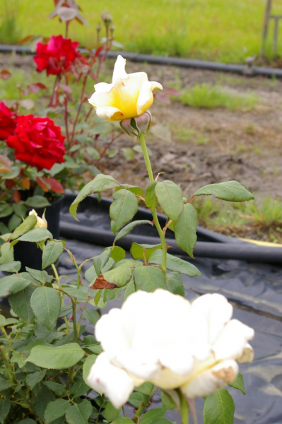Edelrose Rosa Caroline Victoria® cremefarbend Duft++ 40cm