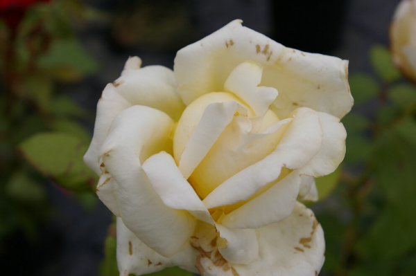 Edelrose Rosa Caroline Victoria® cremefarbend Duft++ 40cm
