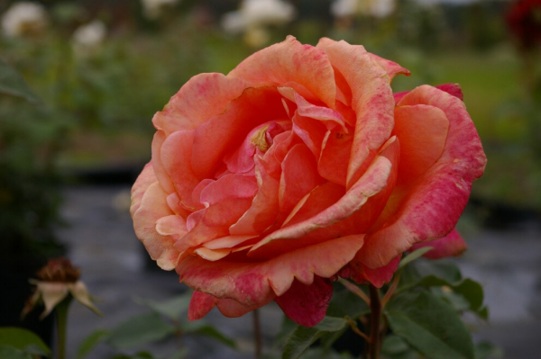 Edelrose Cherry Brandy® leuchtend kupferfarbend Duft+++ 40cm