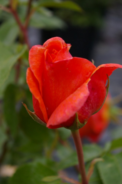 Edelrose Cherry Brandy® leuchtend kupferfarbend Duft+++ 40cm