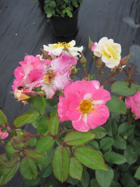 Strauchrose Rosa Citron Fraise® delcifra zitronengelb Duft- 40cm