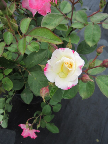 Strauchrose Rosa Citron Fraise® delcifra zitronengelb Duft- 40cm