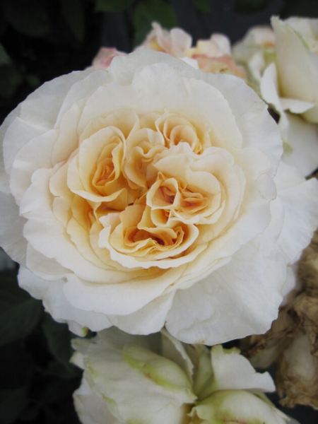 Edelrose Rosa Comtessa® Nostalgierose cremefarbend Duft+++ 40cm