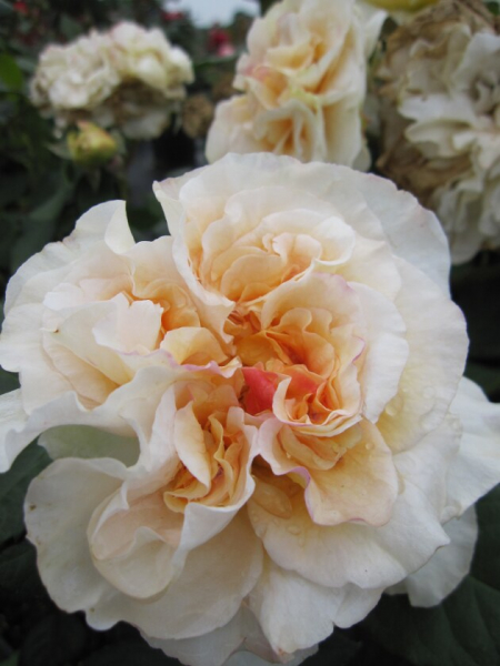 Edelrose Rosa Comtessa® Nostalgierose cremefarbend Duft+++ 40cm