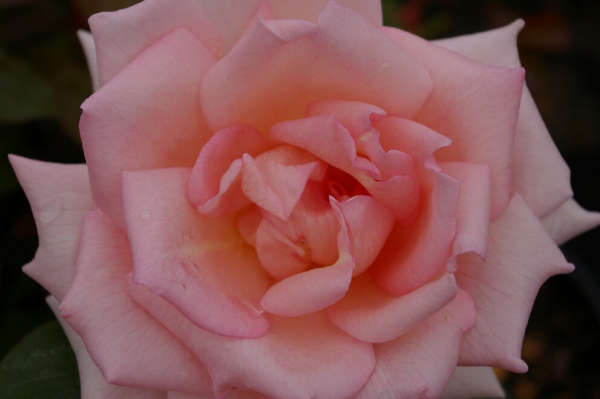 Edelrose Rosa Crystal Dream® Teehybride hellrosa Duft+++ 40cm