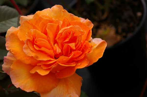 Edelrose Doris Tystermann