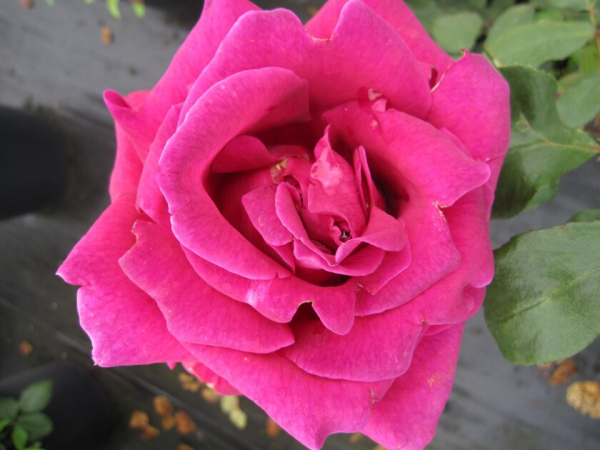 Edelrose Rosa Duftfestival® Teehybride dunkelrot Duft+++ 40cm