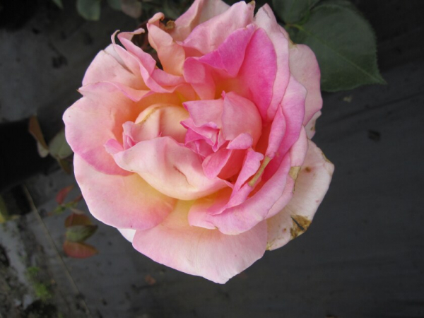 Edelrose Rosa Elle® Teehybride Duftrose der Provence gelb-lachsrosa Duft++++ 40cm