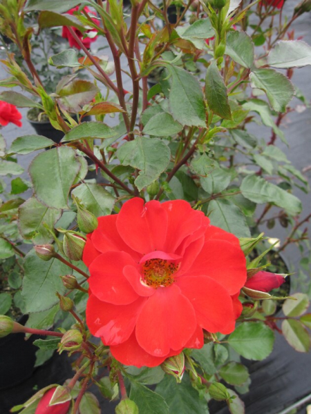 Strauchrose Rosa Fiesta Flamenca® NIRPaysage zinnoberrot-orangerot Duft+ 40cm