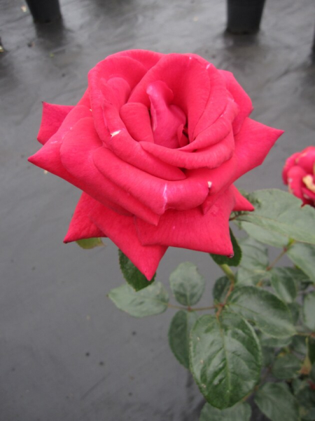 Edelrose Rosa Grand Classe® NIRParfum rot Duft+++ 40cm