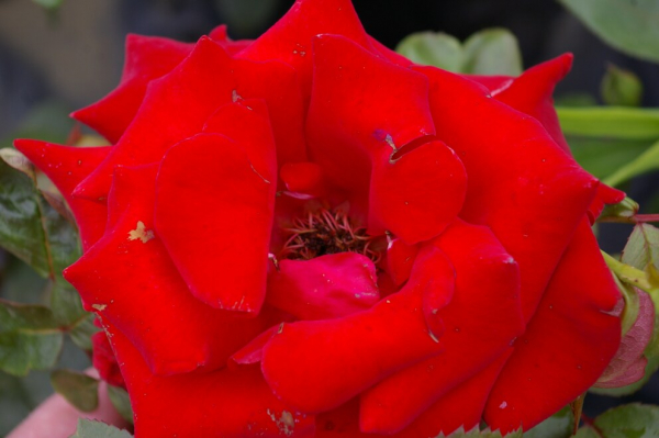 Edelrose Rosa Herz Ass® Teehybride rot Duft+ 40cm