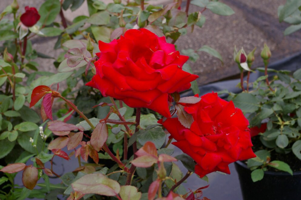 Edelrose Rosa Herz Ass® Teehybride rot Duft+ 40cm