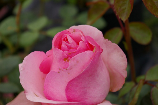 Edelrose Rosa History® History-Rose® rosa Duft+ 40cm