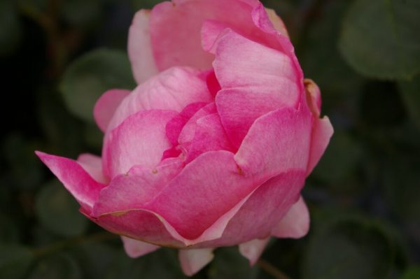 Edelrose Rosa History® History-Rose® rosa Duft+ 40cm