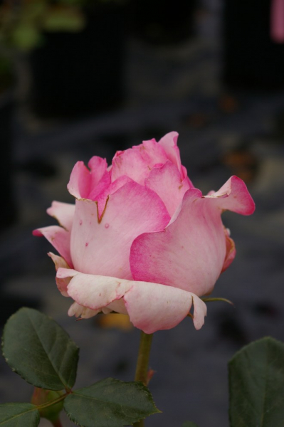 Edelrose Rosa History® History-Rose® rosa Duft+ 40cm