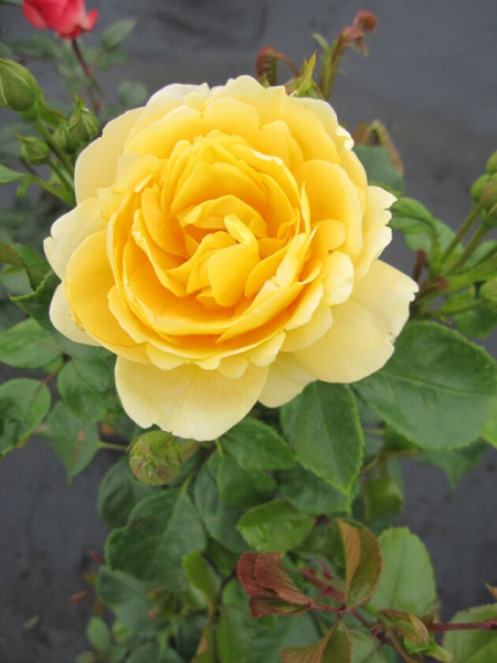 Beetrose Rosa  Indiane® NIRP-Rose gelb Duft+ 40cm